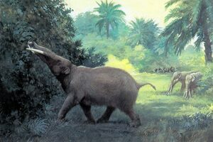 An artists reconstruction of Gomphotherium.